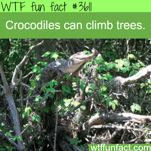 Facts about Crocodiles you should know -  WTF fun facts