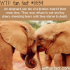 facts about elephants wtf fun facts