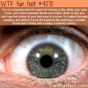 facts about the human eyes wtf fun facts