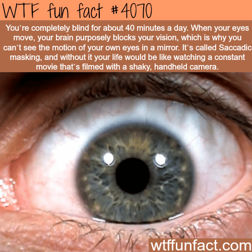 Facts about the human eyes - WTF fun facts