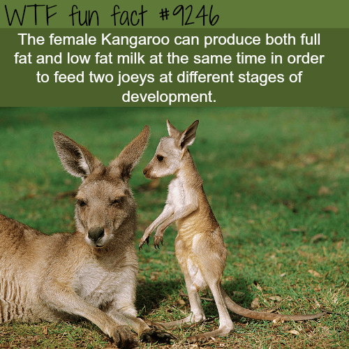 Facts Kangaroo - WTF fun fact