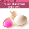 falmngos egg yolk is pink wtf fun facts