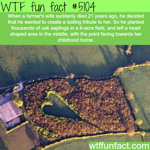 Farmer creates a tribute to his late wife - WTF fun facts