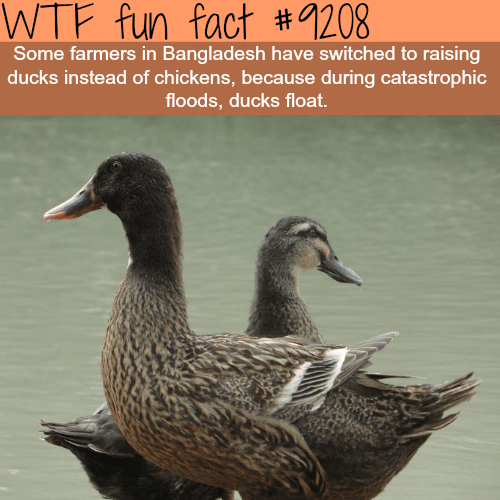 Farmers in Bangladesh are raising ducks instead of chickens - WTF Fun Fact