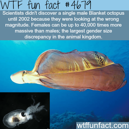 Female and male blanket octopus - WTF fun facts