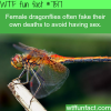 female dragonflies often fake their deaths to