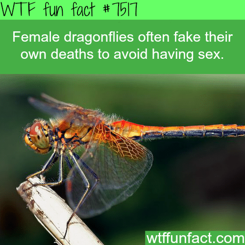 Female dragonflies often fake their deaths to avoid having sex… - WTF FUN FACTS