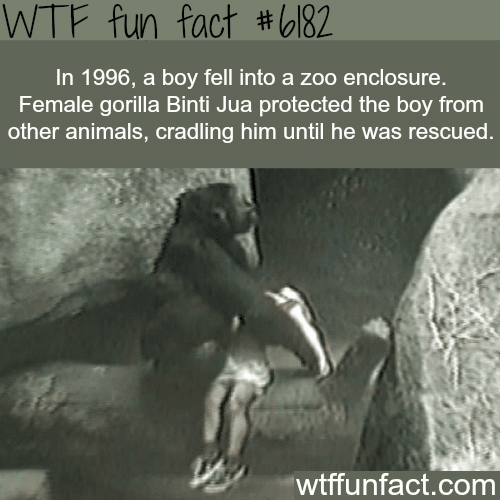 Female gorilla saves a little boy - WTF fun facts