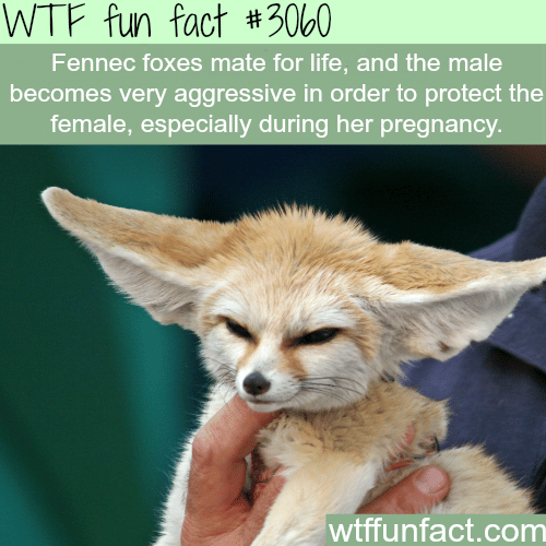 Fennec foxes is the cutest animal -  WTF fun facts