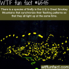 fireflies in the great smokey mountains wtf fun