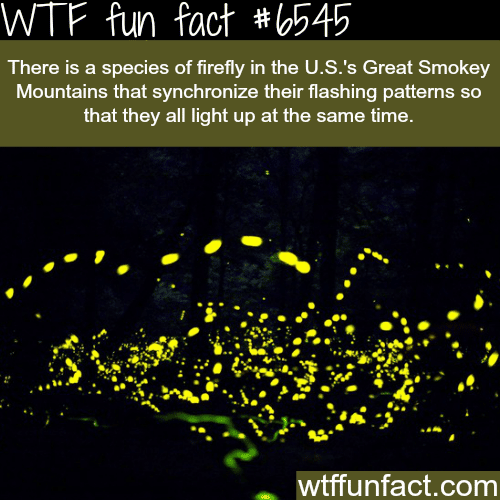 Fireflies in the Great Smokey Mountains - WTF fun facts