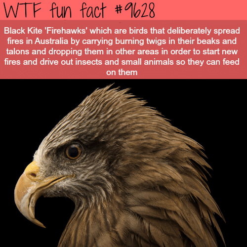 Firehawks - WTF fun fact