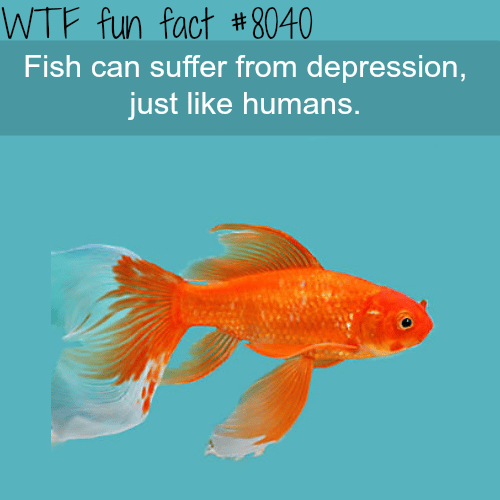 Fish can suffer depression - WTF fun fact