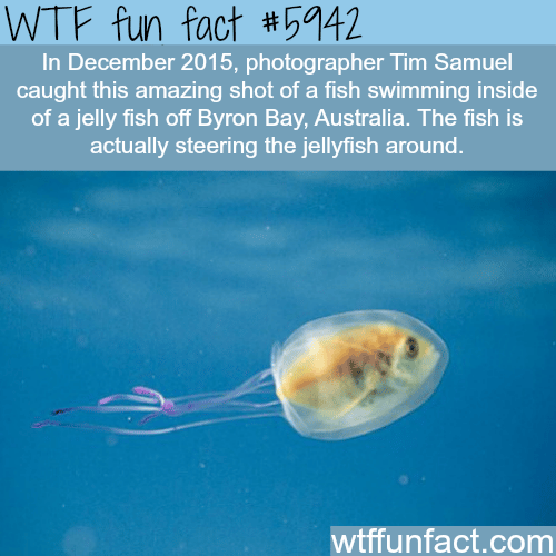 Fish swimming inside a jelly fish - WTF fun facts