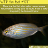 fish that causes hallucinations