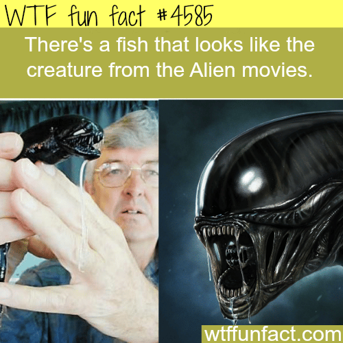 Fish that look like the creature from the Alien movies -   WTF fun facts