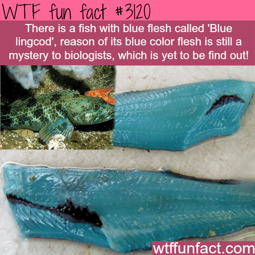 Fish with blue flesh -  WTF fun facts