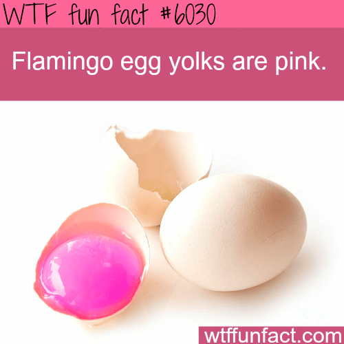 Flamingo eggs facts - WTF fun facts