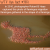flamingos captured in a photo shaping a flamingo