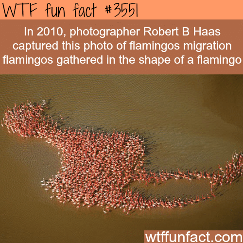 Flamingos captured in a photo shaping a flamingo - WTF fun facts
