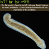 flat worms wtf fun fact