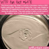 floral image created by earthquake wtf fun facts