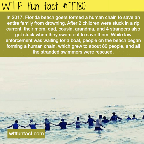 Florida beach goers save an entire family from drowning - WTF fun facts