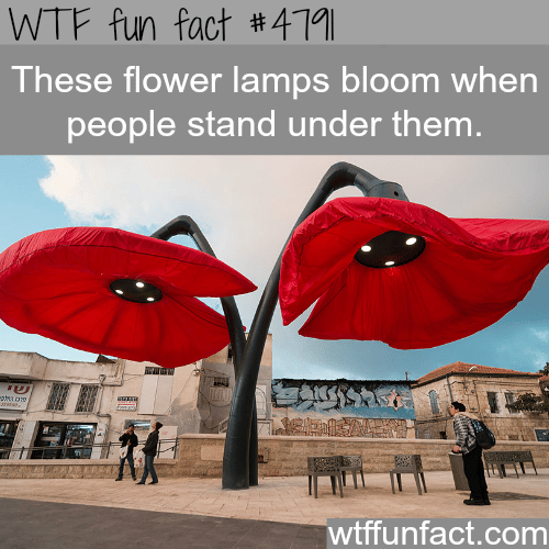 Flower lamps that bloom when you stand under them - WTF fun facts