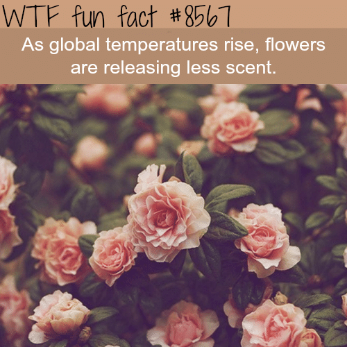 Flowers are releasing less scent - WTF fun facts