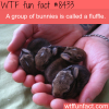 fluffle wtf fun facts