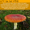 fly agaric wtf fun facts