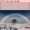fogbows wtf fun fact