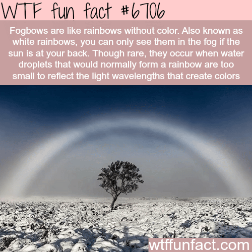 Fogbows - WTF fun fact