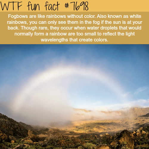 Fogbows - WTF fun facts