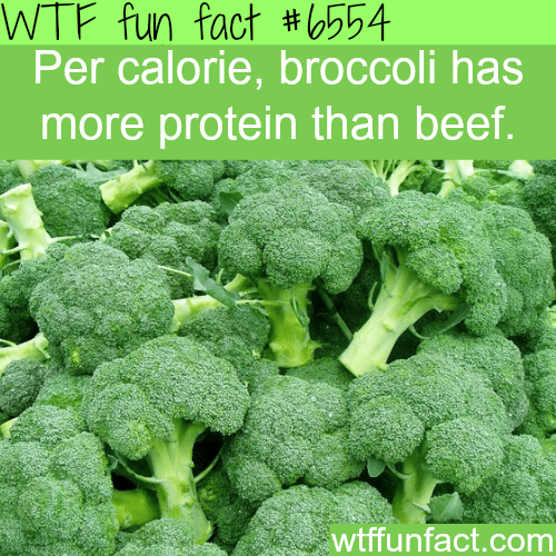 Food with a high source of protein - WTF fun facts