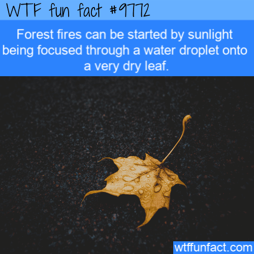 Forest fires can be started by sunlight being focused through a water droplet onto a very dry leaf.