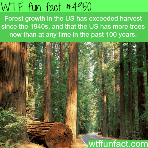 Forest growth in the USA - WTF fun facts