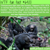 four year war of gombe wtf fun facts