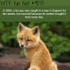 fox pup survived a trap for two weeks wtf fun
