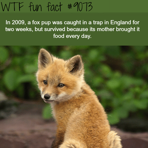 Fox Pup Survived a Trap for Two Weeks - WTF fun facts