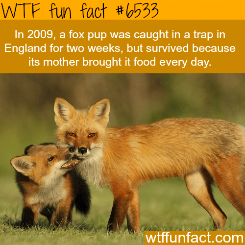 Fox pup survived for two weeks while caught in a trap - WTF fun facts