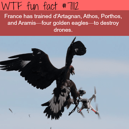 France Has 4 Eagles Trained To Destroy Drones Wtf Facts