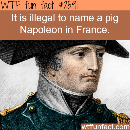 France’s weird laws - WTF fun facts