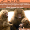 french baboons don t understand english