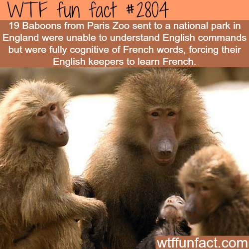 French Baboons don’t understand English - WTF fun facts