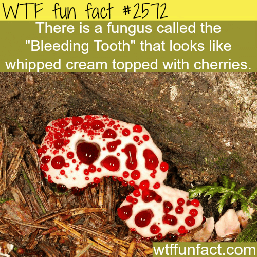 Fungus “Bleeding tooth” looks like cream and cherry - WTF fun facts