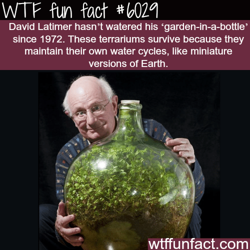 Garden-in-a-bottle - WTF fun fact 