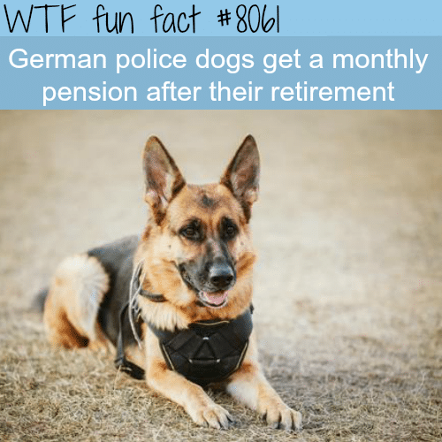German police dogs get a pension after retirement - WTF fun fact