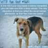 getting kidney for your dog wtf fun fact