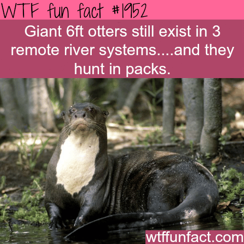 Giant 6ft otters - WTF fun facts
